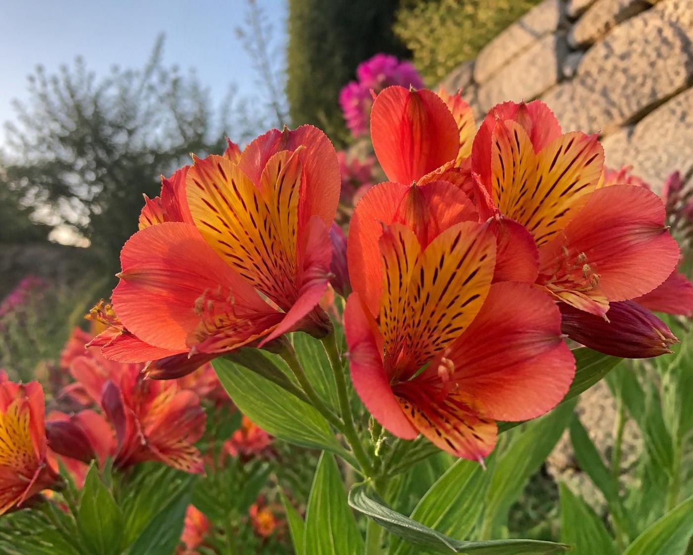 Lys des incas : tous les secrets pour l’entretenir et le faire fleurir 2 découvrez tous les secrets pour entretenir et faire fleurir le lys des incas, une plante magnifique. conseils pratiques pour son soin, son arrosage et son exposition afin de profiter pleinement de ses fleurs éclatantes.
