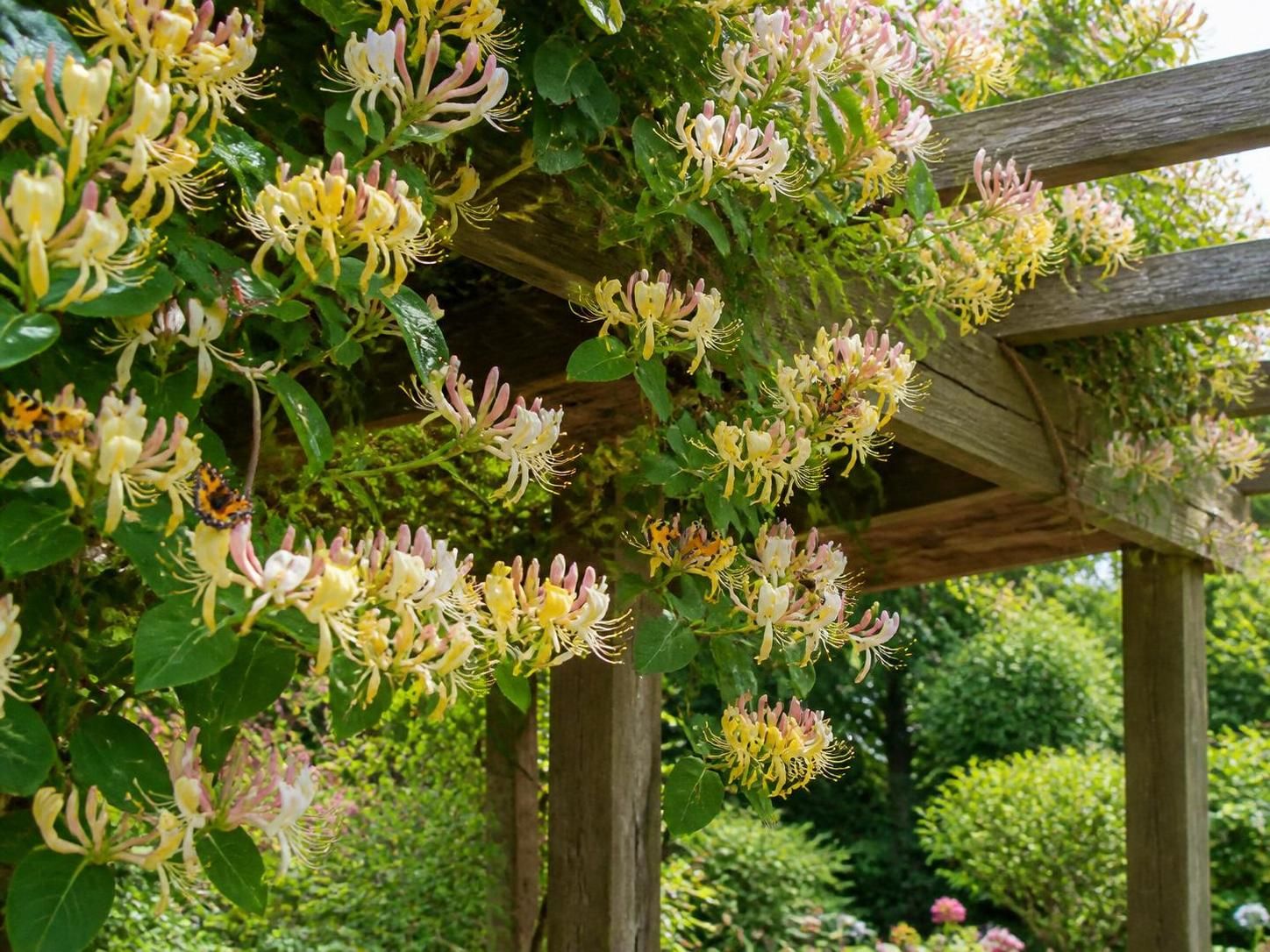 Chevrefeuille : sublimez votre jardin avec cette plante parfumée 2 découvrez le chèvrefeuille, une plante parfumée qui apportera beauté et douceur à votre jardin tout au long de la saison.