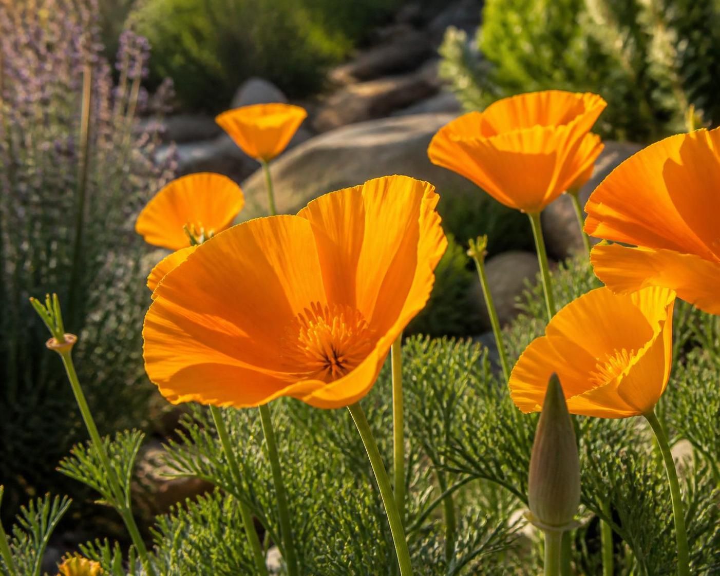 Pavot de californie : découvrez ses bienfaits incroyables pour votre santé 2 découvrez les bienfaits incroyables du pavot de californie pour votre santé et votre bien-être. apprenez comment cette plante naturelle peut améliorer votre quotidien.