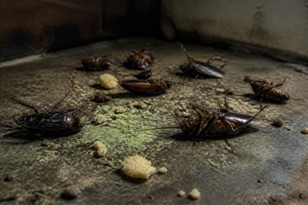 découvrez comment un régime spécifique peut éliminer les cafards, ces insectes réputés indestructibles, offrant une solution efficace pour s'en débarrasser définitivement.